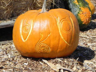 moth, Nipomo Pumpkin Patch best carving idea